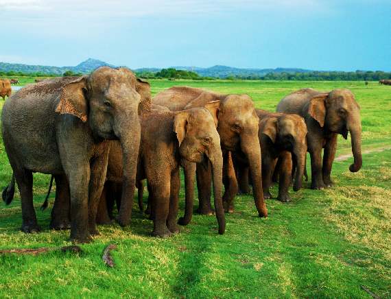 Minneriya Nationalpark