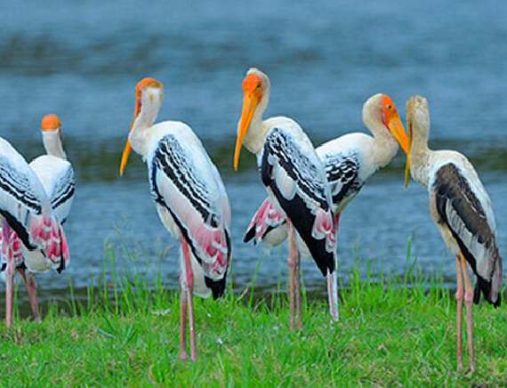 Udawalawe Nationalpark