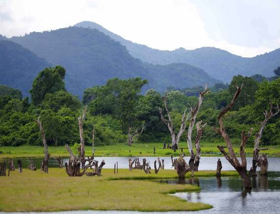 Minneriya Nationalpark